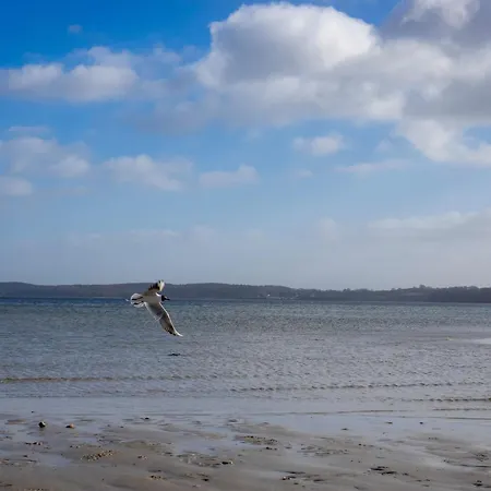 Muschel * Glücksburg