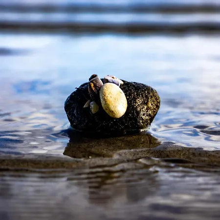 Muschel * Kobbelluck