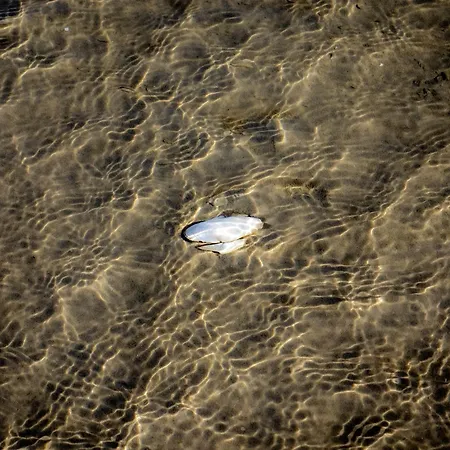 Muschel * Glücksburg