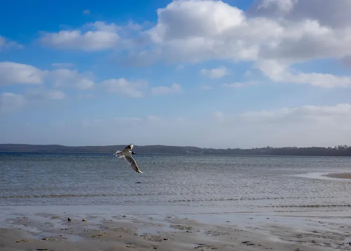 Muschel * Glücksburg