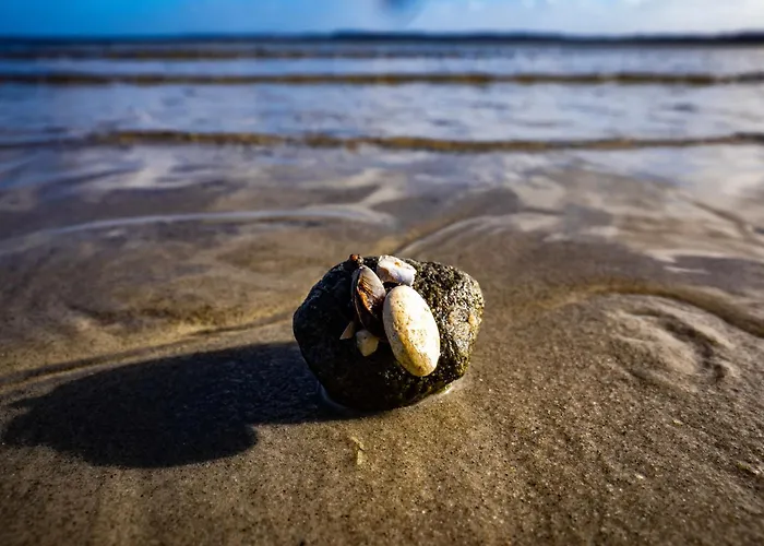 Muschel Casa vacanze Glücksburg