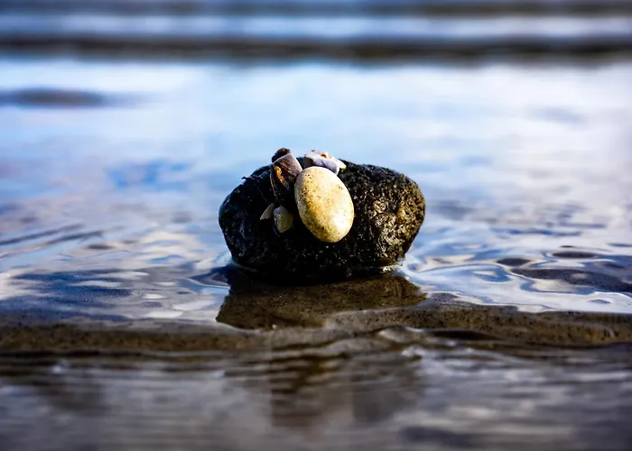 Muschel * Glücksburg